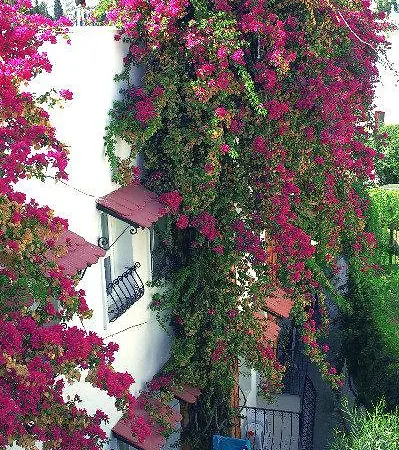 Club Arinna
